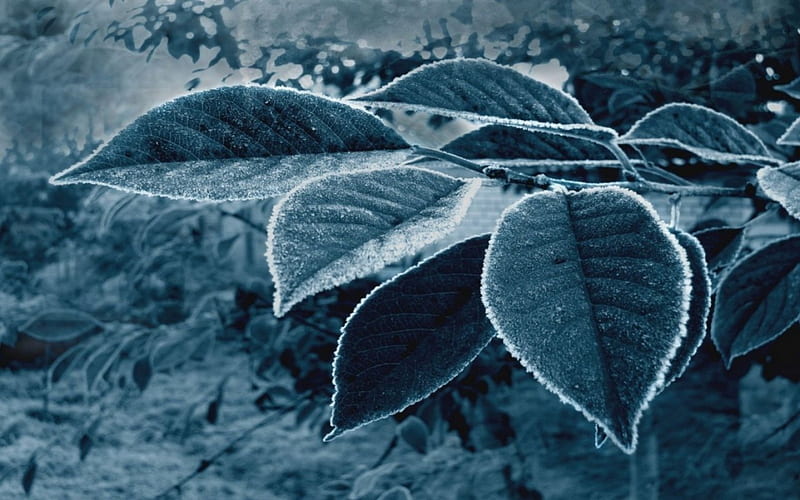 Frozen Leves, leaves, ice, frozen, blue, leaf, HD wallpaper