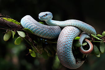 reptiles, python, Fond d'écran HD