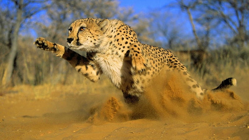 Cheetah, Pounce, Fast, Cat, HD wallpaper