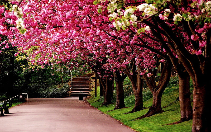 FRAGRANT PATHWAY, Trees, Flowering, Sheffield, Flowers, United Kingdom, Nature, England, HD wallpaper