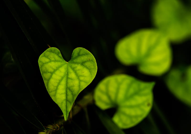 Several heart-shaped plant leaves, HD wallpaper | Peakpx