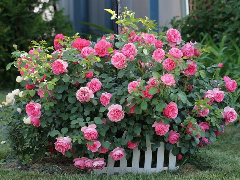 beautiful rose garden, flowers, garden, nature, bonito, pink roses, HD wallpaper