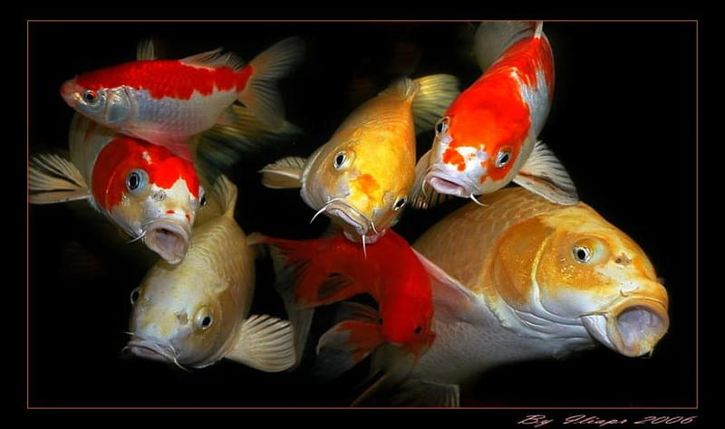 COLORFUL KOI FISH, underwater, colorful, fish, scales, gills, koi fish, HD wallpaper