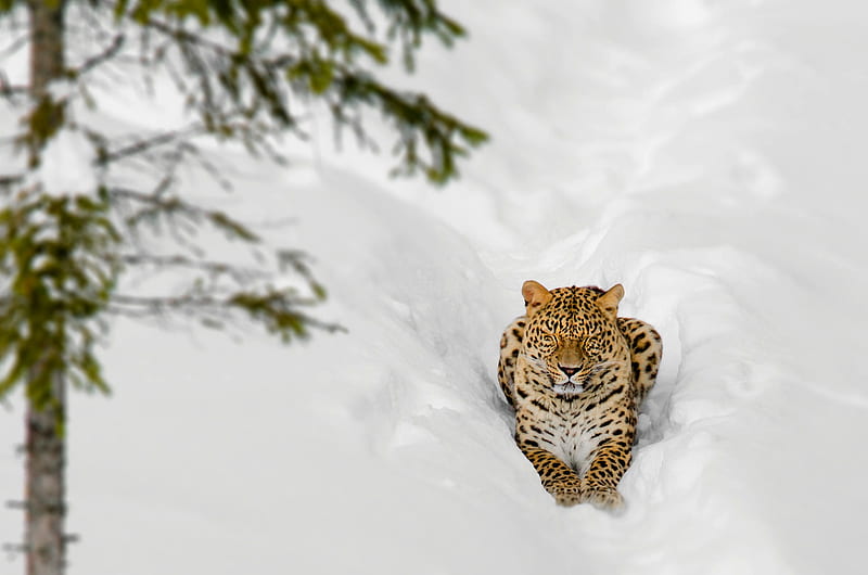 Cats, Leopard, Big Cat, Snow, Wildlife, predator (Animal), HD wallpaper