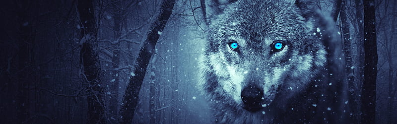 Wolf, blue eyes, snowy, winter, forest U ,, Dual Monitor Wolf, HD wallpaper
