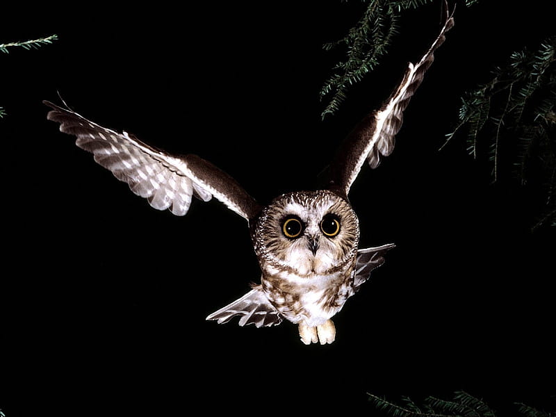Saw Whet Owl-Animal selected, HD wallpaper