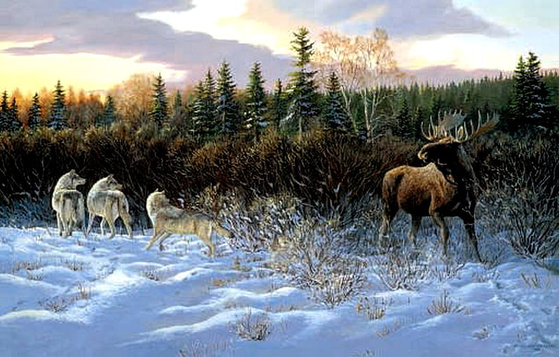 Winter Confrontation, wilderness, moose, snow, wolves, HD wallpaper