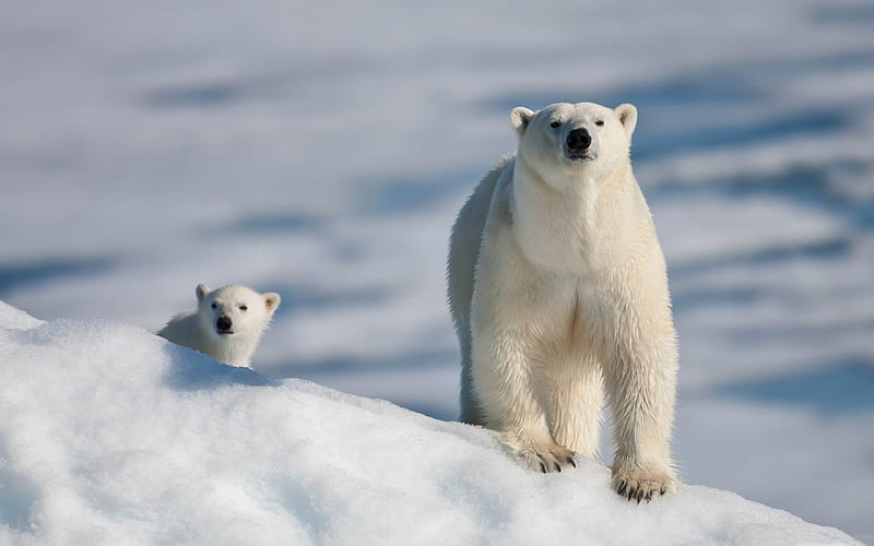polar bear and baby-Animal graphy, HD wallpaper