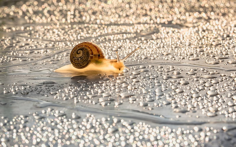 Snail, drops, water, animal, HD wallpaper