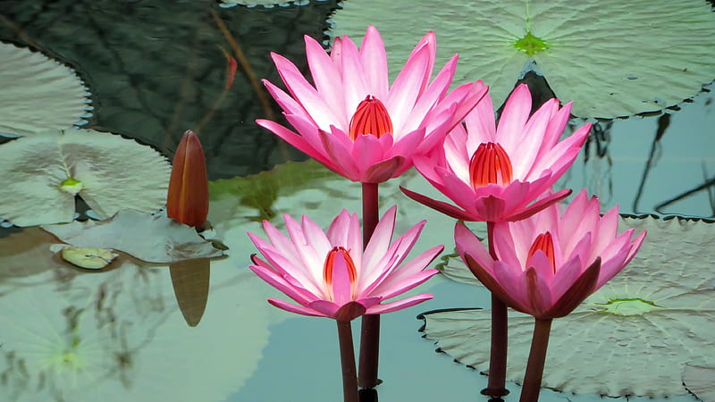 Pink Water Lily Lotus With Leaves Flowers, HD wallpaper