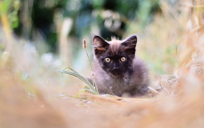 fluffy brown cat, Siamese cat, kitten, blur, cute little animals, cats, HD wallpaper