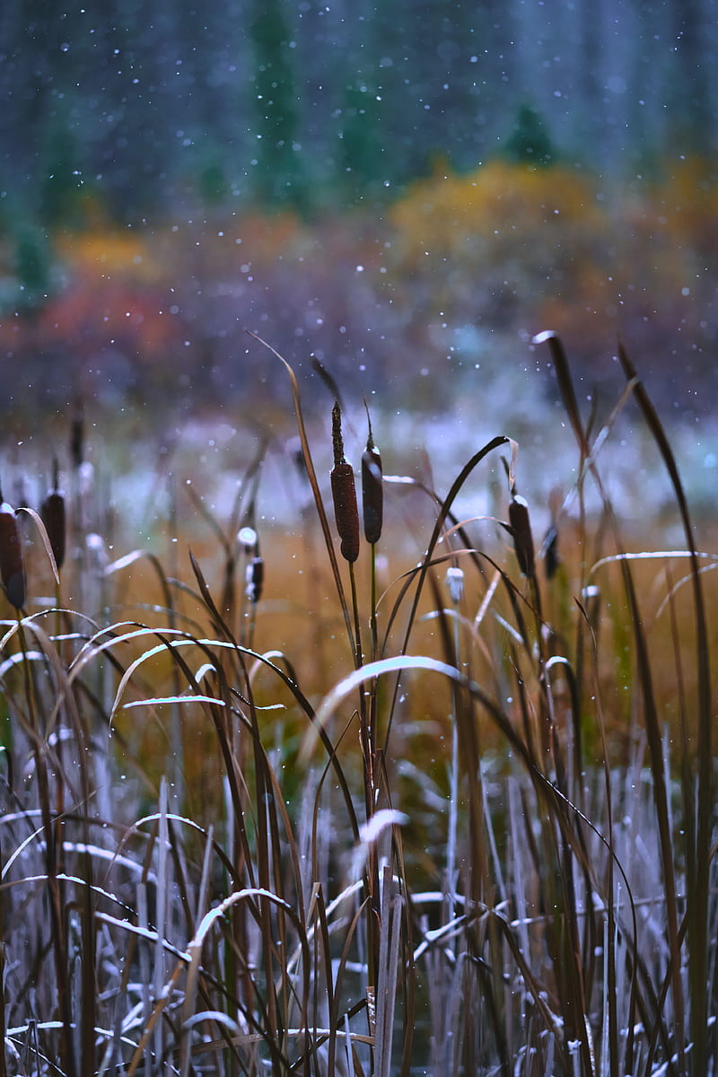 reeds, grass, snow, snowy, HD phone wallpaper