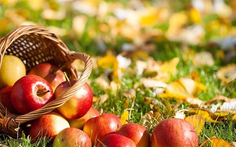 Nature, Fruits, Food, Apple, Leaf, Fall, Season, HD wallpaper