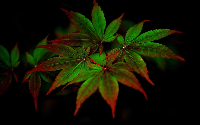 indica leaf, cannabis, colorful, marijuana, HD wallpaper