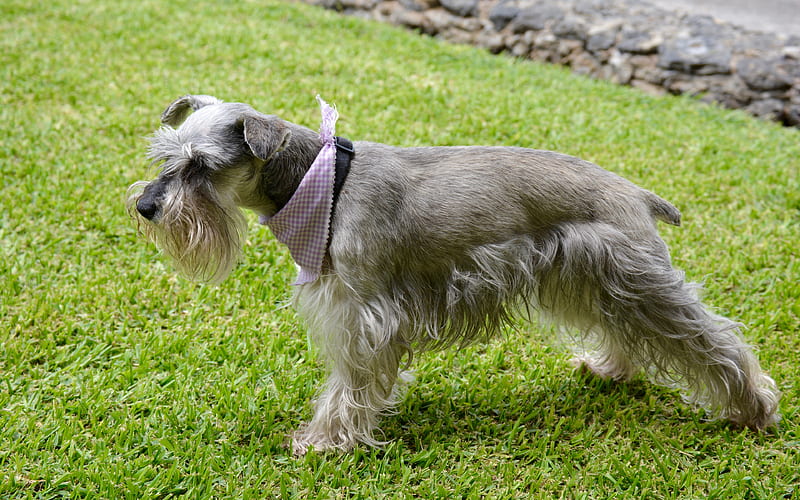 Irish Terrier gray dog, pets, lawn, dogs, cute animals, Irish Terrier Dog, HD wallpaper