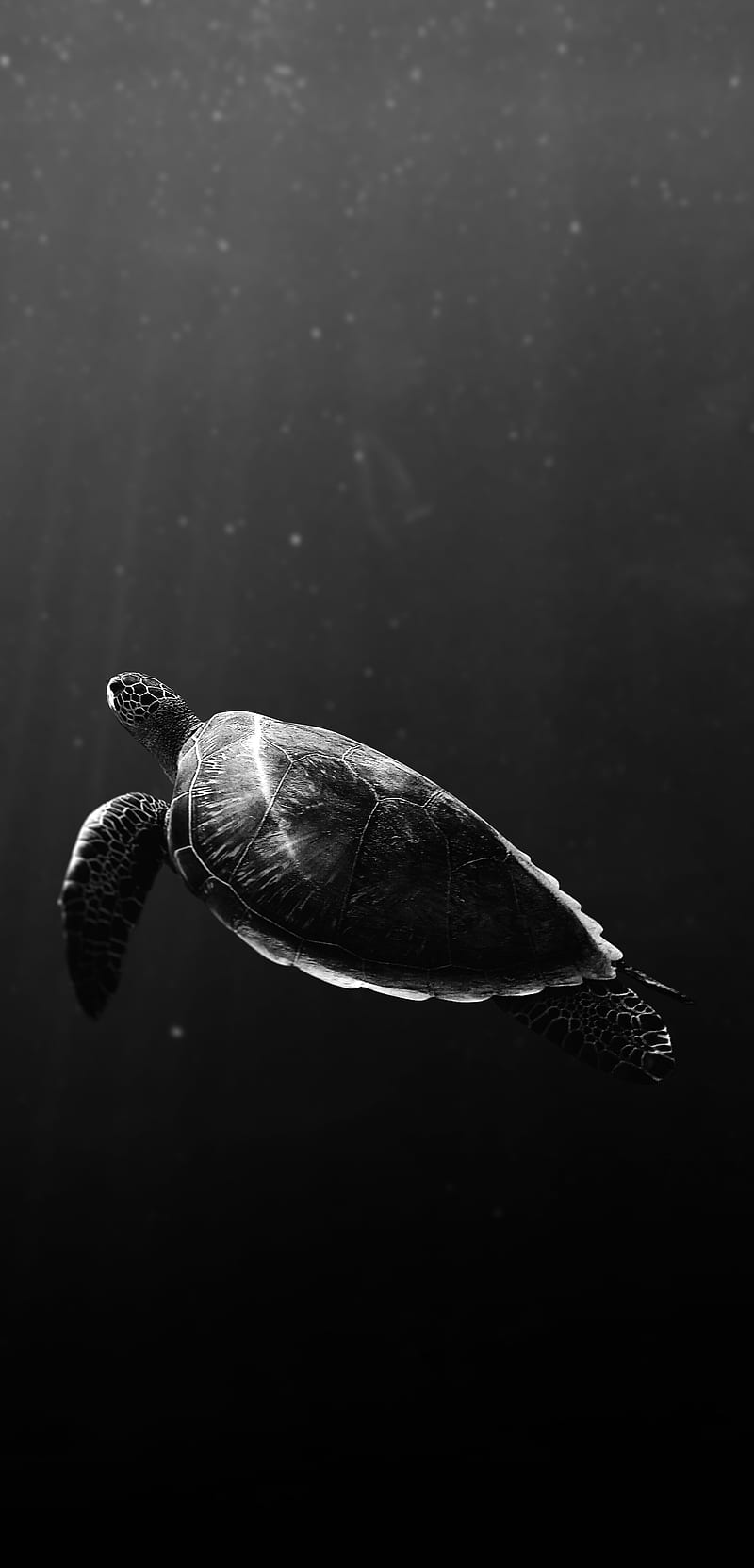 ocean, turtles, HD phone wallpaper | Peakpx