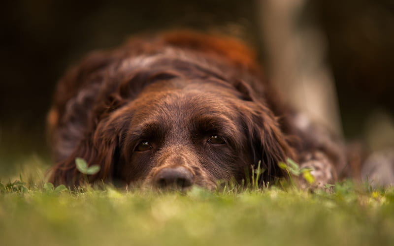 Kurzhaar, German Shorthaired Pointer, brown dog, cute animals, green grass, dogs, Deutscher kurzhaariger, HD wallpaper