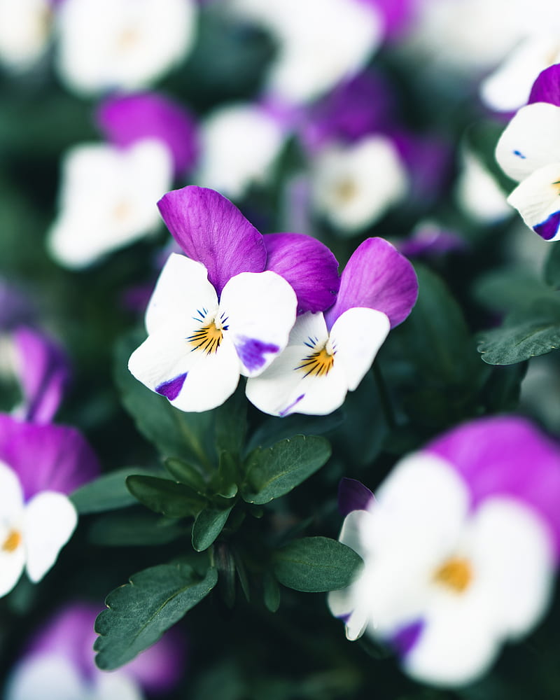 violets, flowers, purple, white, bloom, plant, HD phone wallpaper