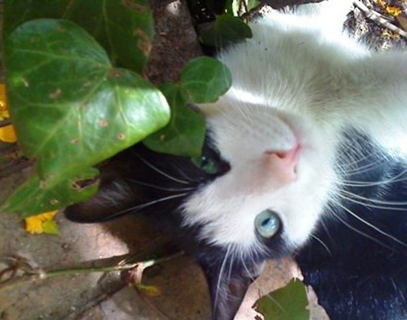 Cat-Fatso, pose, cat, animal, cute, pet, feline, paws, black and white cat, tuxedo cat, HD wallpaper