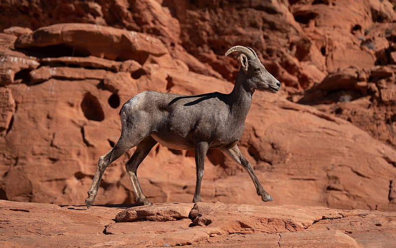 Animal, Nubian Ibex, Horns, Rock, HD wallpaper
