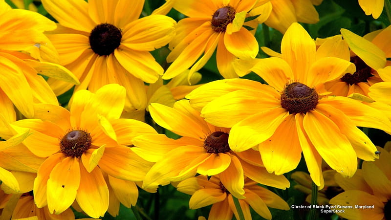 Black-Eyed Susans, flowers, graphy, yellow flowers, HD wallpaper