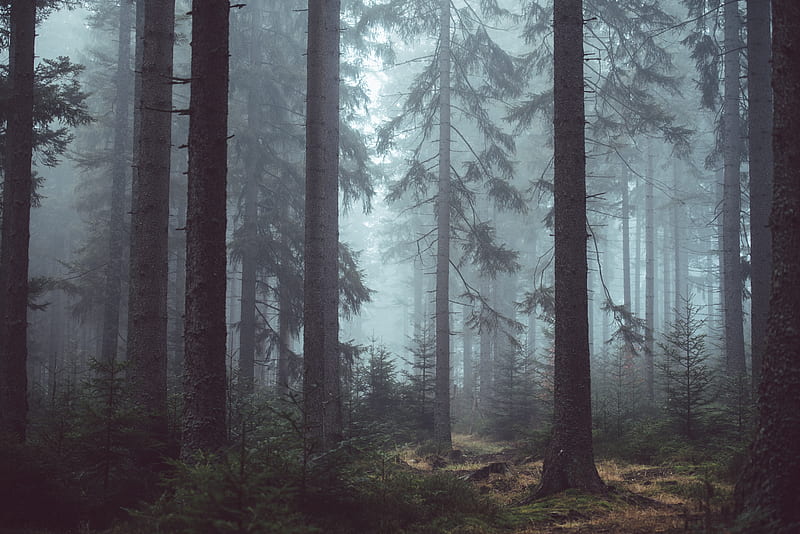 Dark forest, trees, foggy, mist, haze, Nature, HD wallpaper | Peakpx