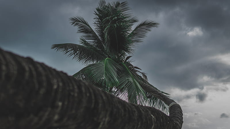 palm, tree, tropical, plant, HD wallpaper