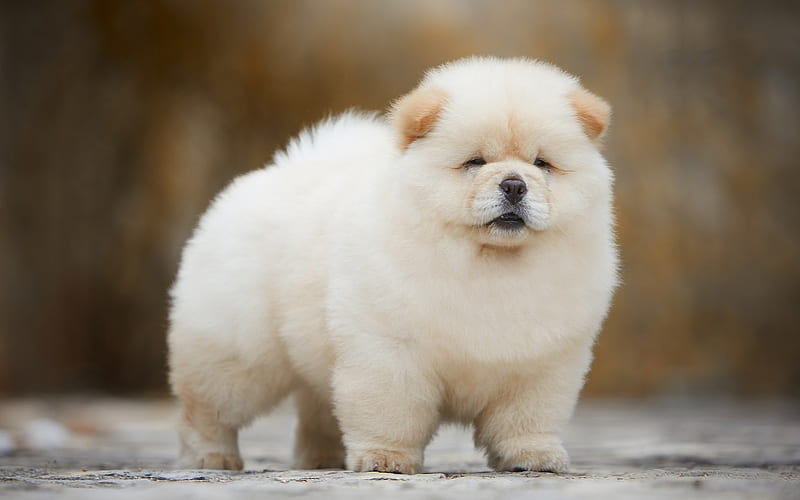 chow-chow, white fluffy puppy, funny dog, little cute dog, pets, puppies, dogs, HD wallpaper