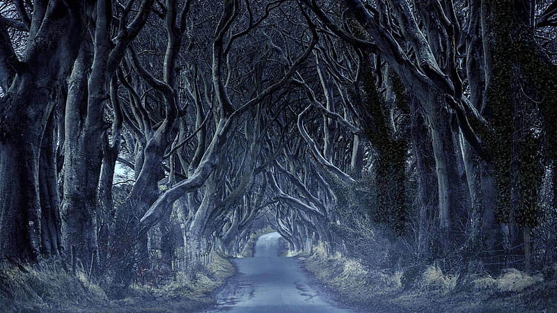 Man Made, Path, Northern Ireland, Road, Tree, Tunnel, HD wallpaper