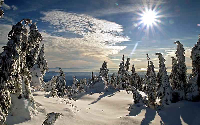 Winter Sun, forest, sky, snow, conifer, HD wallpaper