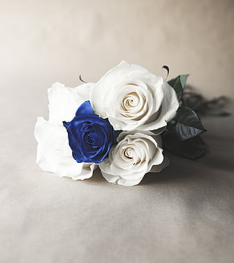 Old fashioned rose, ivory rose, white rose, rose, HD wallpaper