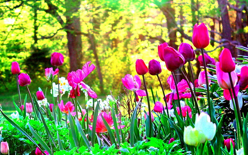 TULIPS BEAUTY, splendor, flower, garden, nature, lovely flowers, tulips ...