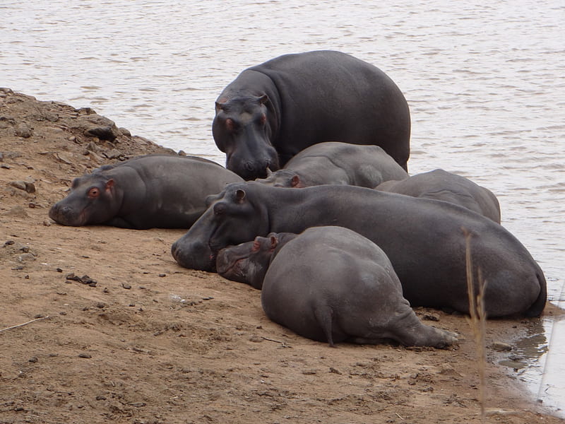 Hippo Pool, Hippo, Pool, South Africa, Game reserve, HD wallpaper