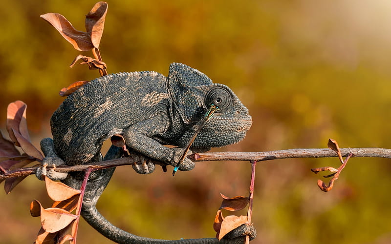 chameleon, reptile, autumn, dragonfly, branch, HD wallpaper
