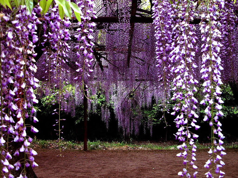 Purple Dream 2, home garden, purple, arbor, wisteria, HD wallpaper