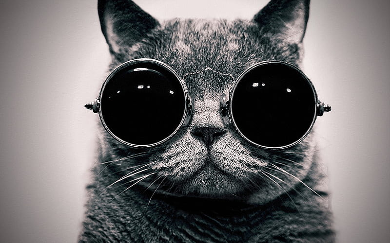 Cool Cat, pretty, wonderful, stunning, black and white, glasses, bonito, animal, sunglasses, sun glasses, graphy, nice, lennon glasses, big, gris, animals, amazing, kitty, black, cat, abstract, monochrome, bw, with, blind, funny, cats, kitten, white, HD wallpaper