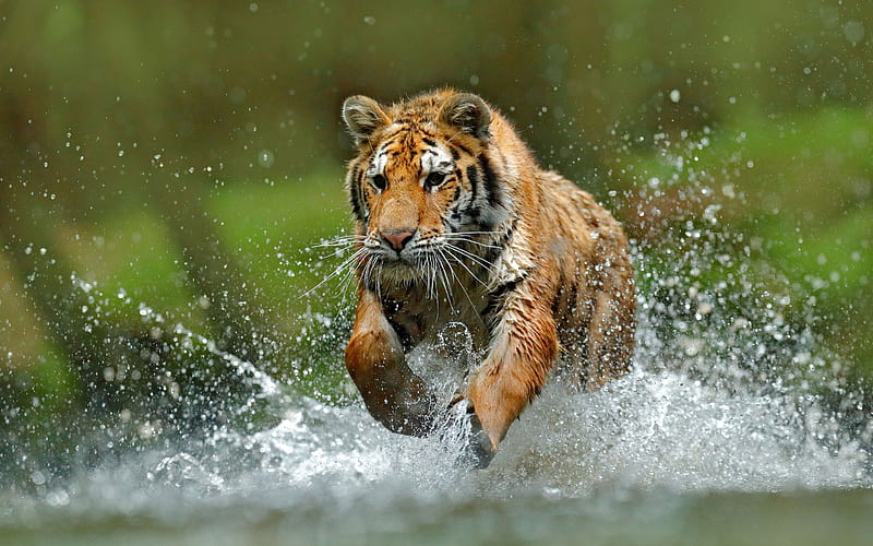 tiger, predator, river, wildlife, running tiger on the water, dangerous animals, HD wallpaper