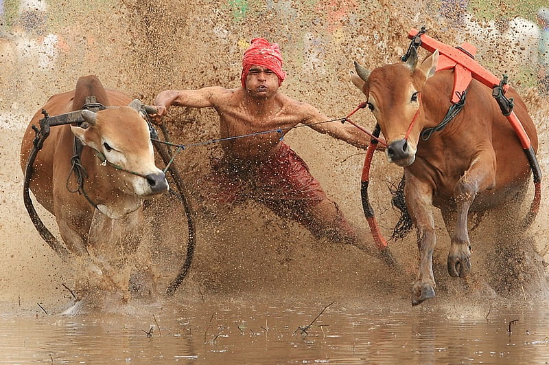 Struggle, oxen, sport, stimulant, mud, man, clay, confrontation, exciting, HD wallpaper