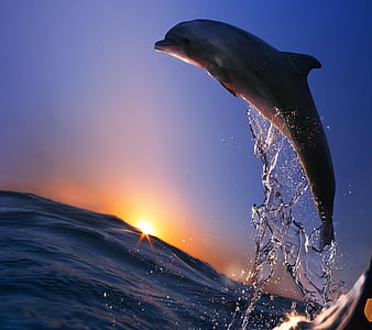 Dolphin Jump, bonito, cute, look, nice, HD wallpaper | Peakpx