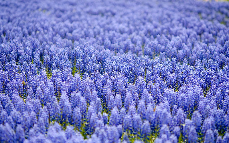 A field of grape hyacints, nature, purple, field, pretty, grape hyacinths, flowers, HD wallpaper