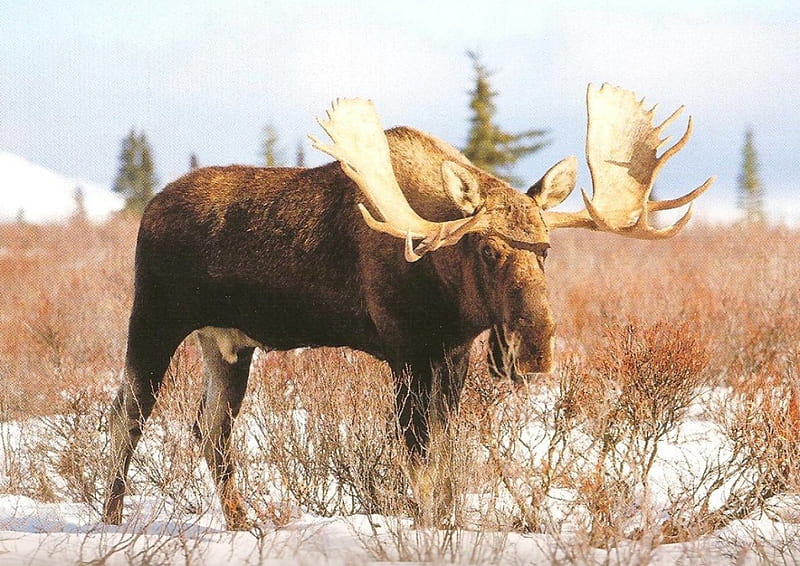 Mr. Bull, moose, animals, deer, HD wallpaper
