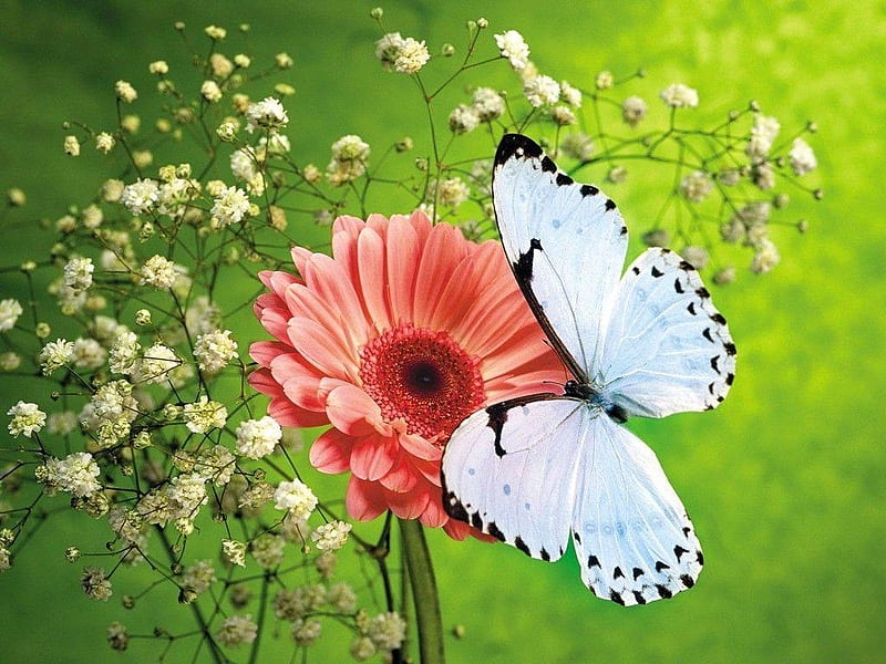 Butterfly on Gerbera, wings, butterfly, flowers, insects, animal, HD wallpaper