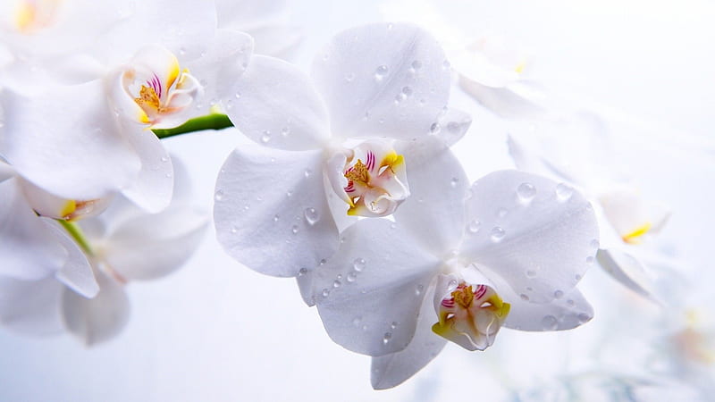 White Spring Flowers With Water Drops In White Background Spring Background, HD wallpaper