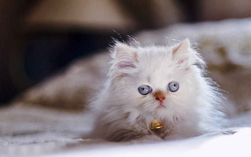 Cats, Persian cat, Blue Eyes, Cat, Himalayan Cat, Kitten, Persian Cat, HD wallpaper
