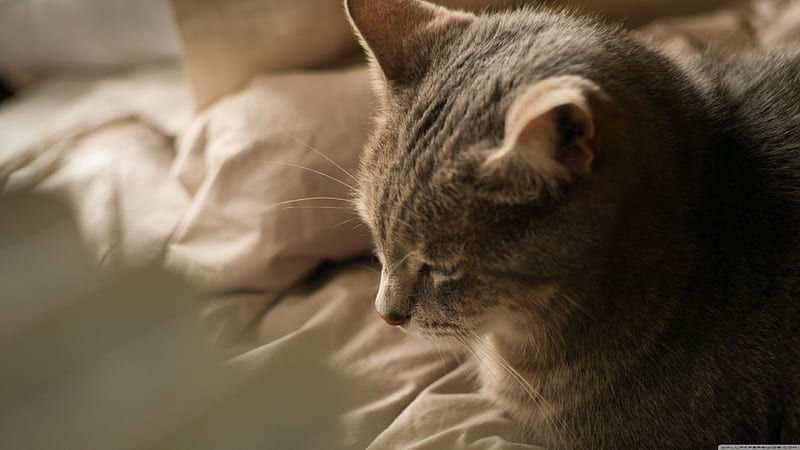 lazy cat, gris, feline, cat, bed, HD wallpaper