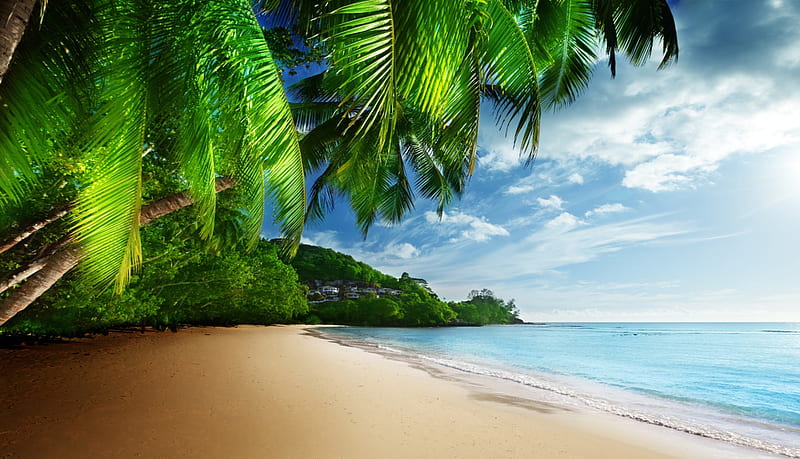 Tropical Beach, beach, sand, tropical, coast, sea, palms, HD wallpaper ...