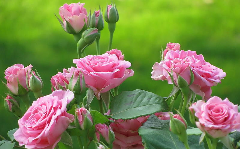 Pink Roses, outdoor nature, pink rose, garden rose, roses, bush rose, HD wallpaper