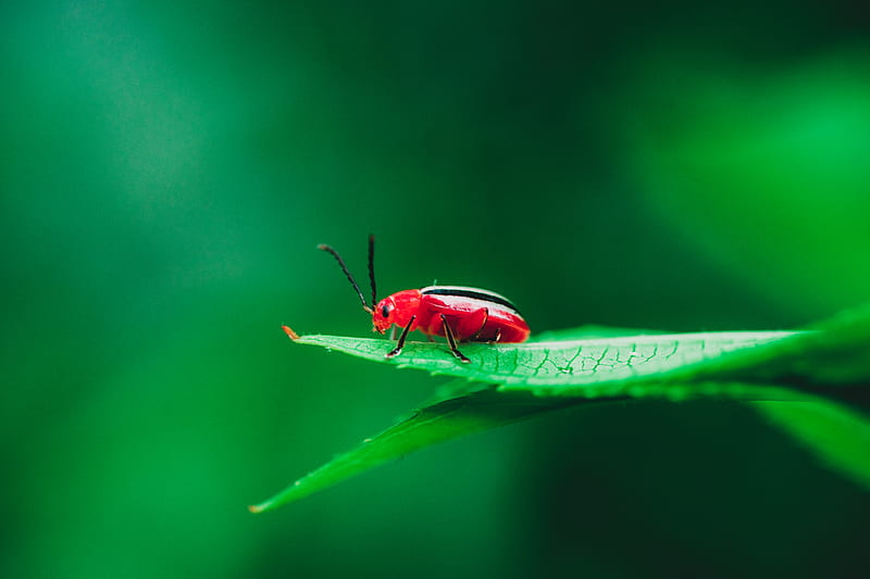 red cardinal beetle on green leaf in selective-focus graphy, HD wallpaper