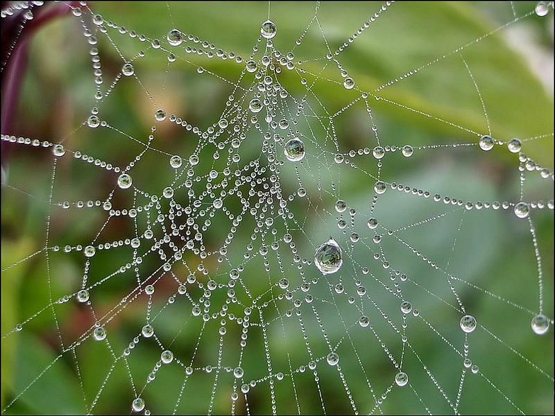 Spiderweb 1, raindrops, bugs, bonito, drops, spider, animal, bug, spiderweb, cool, water, green, web, wild, insect, morning, animals, HD wallpaper