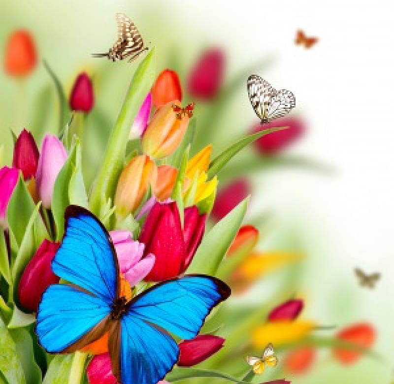 Spring Flowers, colorful, bright, flowers, spring, butterflies, tulips ...